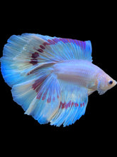 Load image into Gallery viewer, Male Fullmoon - Purple Butterfly #2249 - Live Betta Fish
