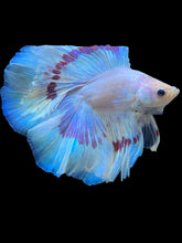 Load image into Gallery viewer, Male Fullmoon - Purple Butterfly #2249 - Live Betta Fish
