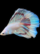 Load image into Gallery viewer, Male Fullmoon - Purple Butterfly #2249 - Live Betta Fish
