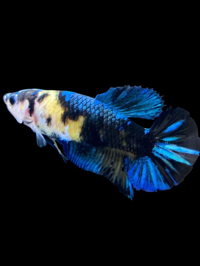 GIANT Female Halfmoon Plakat - Galaxy #2250 Live Betta Fish