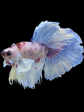 Load image into Gallery viewer, Male Halfmoon - Candy Dumbo #2250 - Live Betta Fish
