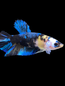 GIANT Female Halfmoon Plakat - Galaxy #2250 Live Betta Fish