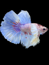 Load image into Gallery viewer, Male Halfmoon - Candy Dumbo #2250 - Live Betta Fish
