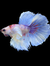 Load image into Gallery viewer, Male Halfmoon - Candy Dumbo #2250 - Live Betta Fish
