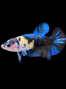 GIANT Female Halfmoon Plakat - Galaxy #2250 Live Betta Fish