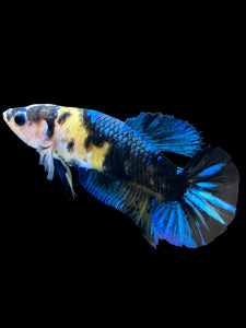 GIANT Female Halfmoon Plakat - Galaxy #2250 Live Betta Fish