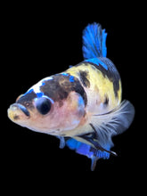 Load image into Gallery viewer, GIANT Female Halfmoon Plakat - Galaxy #2250 Live Betta Fish
