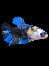 Load image into Gallery viewer, GIANT Female Halfmoon Plakat - Galaxy #2250 Live Betta Fish

