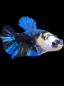GIANT Female Halfmoon Plakat - Galaxy #2250 Live Betta Fish
