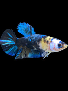 GIANT Female Halfmoon Plakat - Galaxy #2250 Live Betta Fish