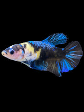 Load image into Gallery viewer, GIANT Female Halfmoon Plakat - Galaxy #2250 Live Betta Fish
