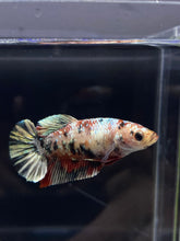 Load image into Gallery viewer, Female Halfmoon Plakat - Copper #2251 - Live Betta Fish
