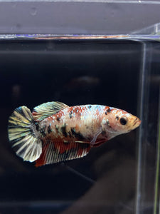 Female Halfmoon Plakat - Copper #2251 - Live Betta Fish