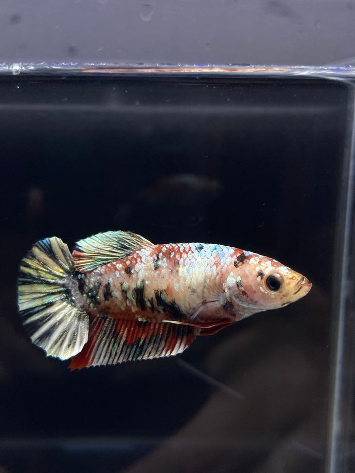 Female Halfmoon Plakat - Copper #2251 - Live Betta Fish