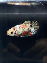 Load image into Gallery viewer, Female Halfmoon Plakat - Copper #2251 - Live Betta Fish
