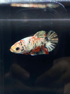 Female Halfmoon Plakat - Copper #2251 - Live Betta Fish