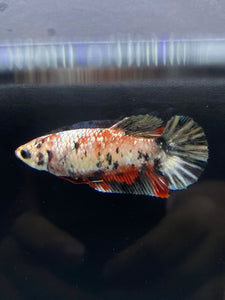 Female Halfmoon Plakat - Copper #2251 - Live Betta Fish