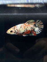 Load image into Gallery viewer, Female Halfmoon Plakat - Copper #2251 - Live Betta Fish
