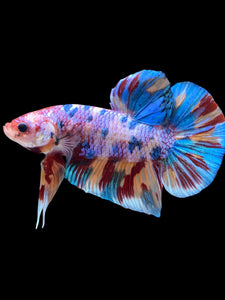 GIANT Male Halfmoon Plakat - Multicolor #2253 - Live Betta Fish