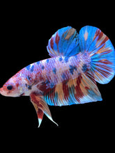 Load image into Gallery viewer, GIANT Male Halfmoon Plakat - Multicolor #2253 - Live Betta Fish
