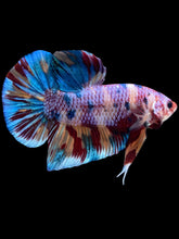 Load image into Gallery viewer, GIANT Male Halfmoon Plakat - Multicolor #2253 - Live Betta Fish
