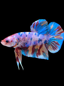 GIANT Male Halfmoon Plakat - Multicolor #2253 - Live Betta Fish