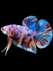 GIANT Male Halfmoon Plakat - Multicolor #2253 - Live Betta Fish