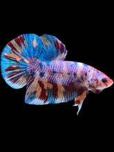 Load image into Gallery viewer, GIANT Male Halfmoon Plakat - Multicolor #2253 - Live Betta Fish
