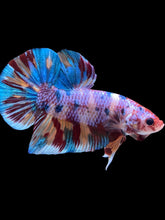 Load image into Gallery viewer, GIANT Male Halfmoon Plakat - Multicolor #2253 - Live Betta Fish
