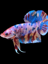 Load image into Gallery viewer, GIANT Male Halfmoon Plakat - Multicolor #2253 - Live Betta Fish
