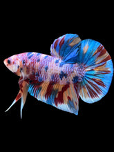 Load image into Gallery viewer, GIANT Male Halfmoon Plakat - Multicolor #2253 - Live Betta Fish

