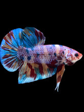 Load image into Gallery viewer, GIANT Male Halfmoon Plakat - Multicolor #2253 - Live Betta Fish
