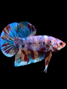 GIANT Male Halfmoon Plakat - Multicolor #2253 - Live Betta Fish