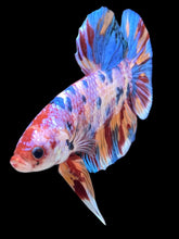 Load image into Gallery viewer, GIANT Male Halfmoon Plakat - Multicolor #2253 - Live Betta Fish
