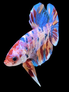GIANT Male Halfmoon Plakat - Multicolor #2253 - Live Betta Fish