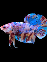 Load image into Gallery viewer, GIANT Male Halfmoon Plakat - Multicolor #2253 - Live Betta Fish
