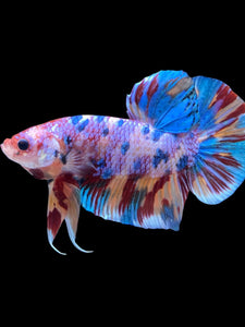 GIANT Male Halfmoon Plakat - Multicolor #2253 - Live Betta Fish