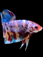 Load image into Gallery viewer, GIANT Male Halfmoon Plakat - Multicolor #2253 - Live Betta Fish
