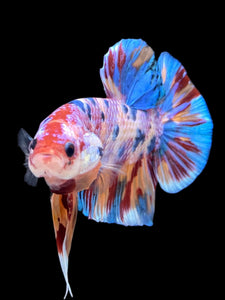 GIANT Male Halfmoon Plakat - Multicolor #2253 - Live Betta Fish