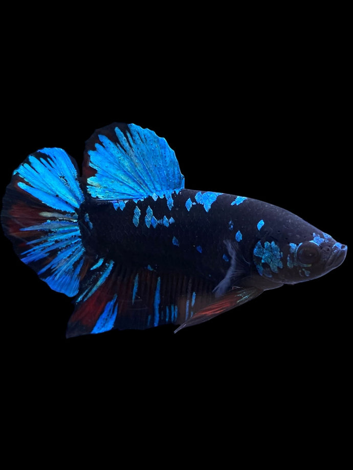 GIANT Male Halfmoon Plakat - Blue Avatar #2254 - Live Betta Fish