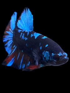 GIANT Male Halfmoon Plakat - Blue Avatar #2254 - Live Betta Fish