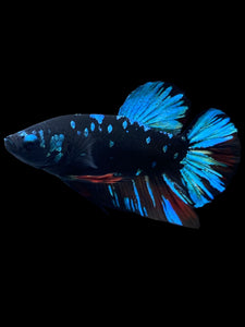 GIANT Male Halfmoon Plakat - Blue Avatar #2254 - Live Betta Fish