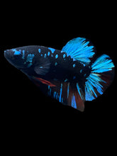 Load image into Gallery viewer, GIANT Male Halfmoon Plakat - Blue Avatar #2254 - Live Betta Fish
