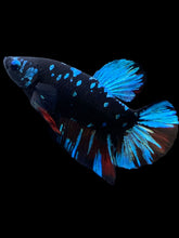 Load image into Gallery viewer, GIANT Male Halfmoon Plakat - Blue Avatar #2254 - Live Betta Fish
