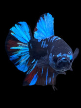 Load image into Gallery viewer, GIANT Male Halfmoon Plakat - Blue Avatar #2254 - Live Betta Fish

