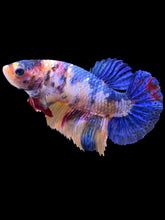 Load image into Gallery viewer, Female Halfmoon Plakat - Candy #2255 - Live Betta Fish
