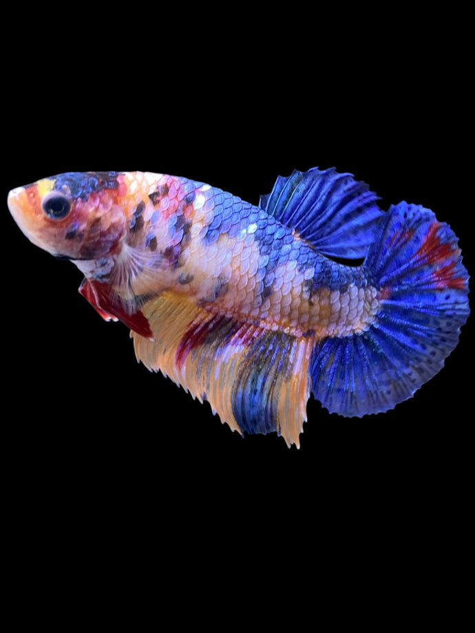 Female Halfmoon Plakat - Candy #2255 - Live Betta Fish