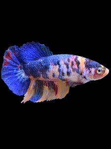 Female Halfmoon Plakat - Candy #2255 - Live Betta Fish