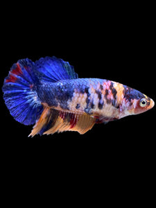 Female Halfmoon Plakat - Candy #2255 - Live Betta Fish