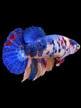 Load image into Gallery viewer, Female Halfmoon Plakat - Candy #2255 - Live Betta Fish
